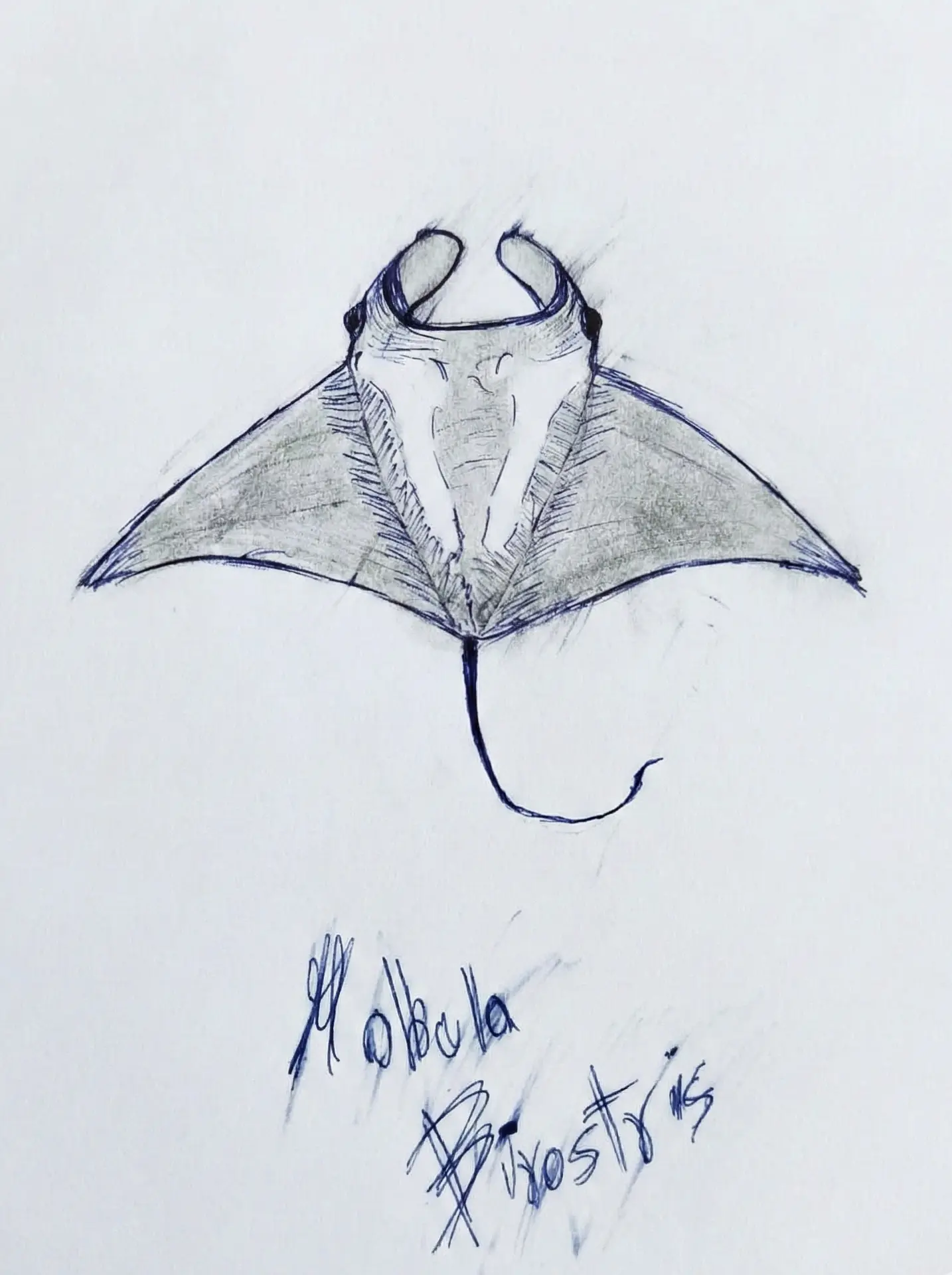 Graphite Drawing (Manta Ray)