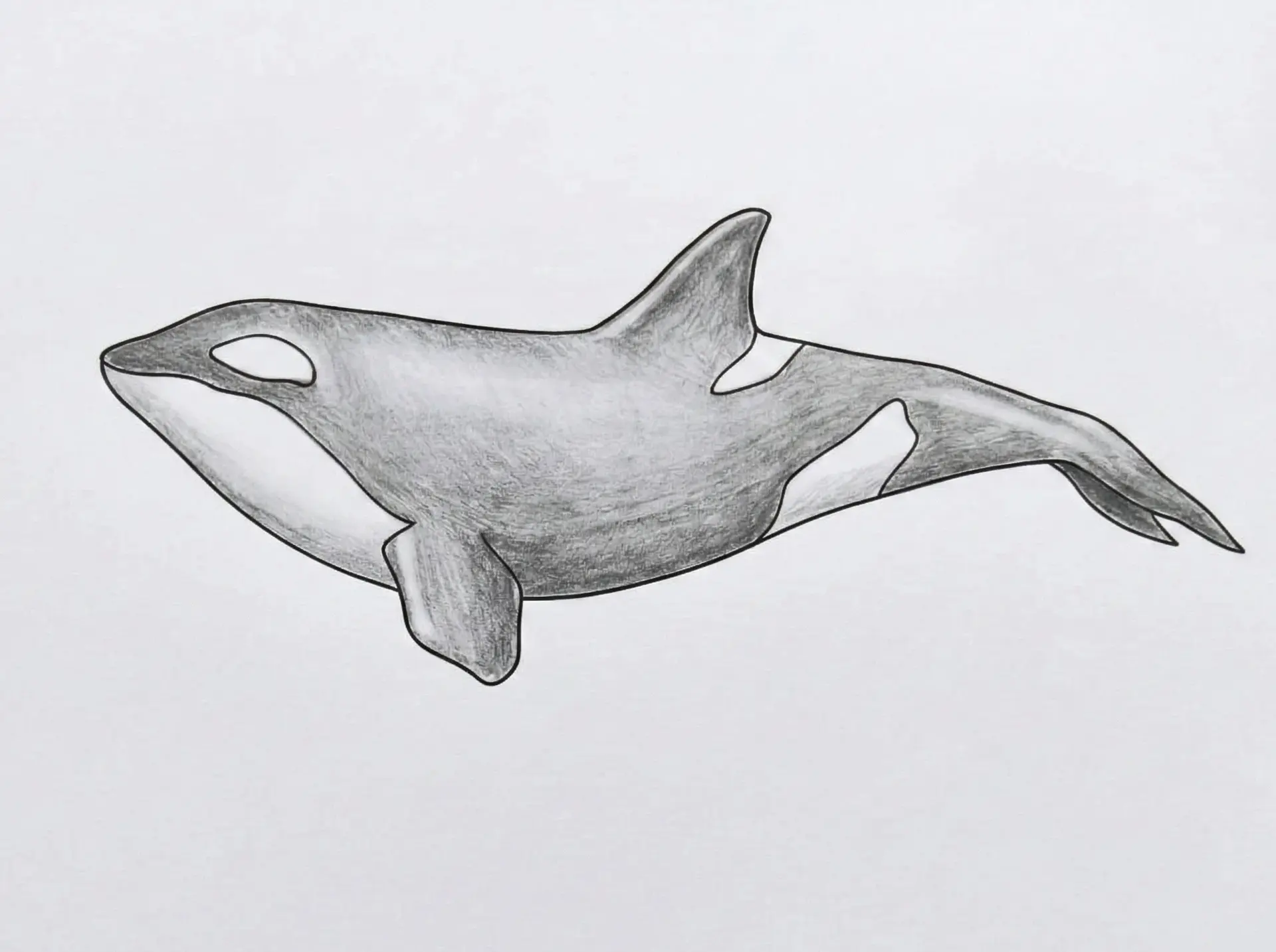 Graphite Drawing (Orca)
