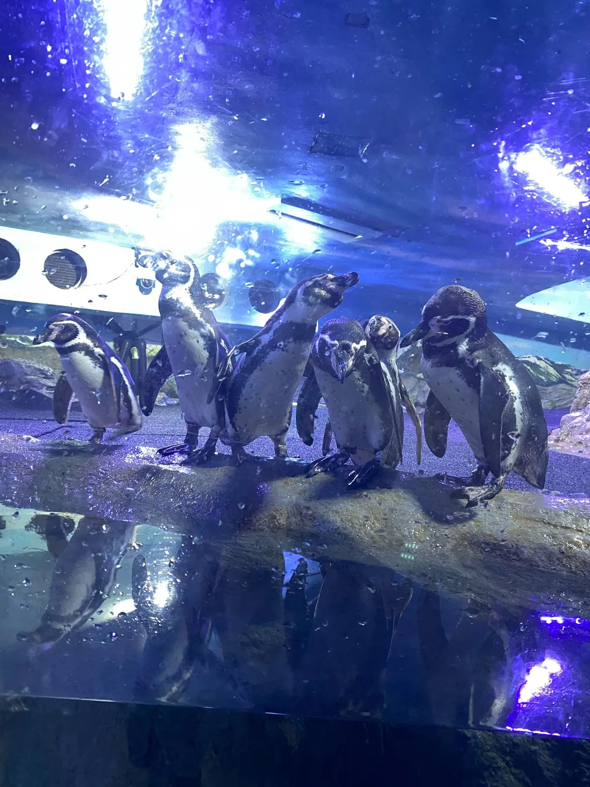 Grand Aquarium Exploration (Penguins)